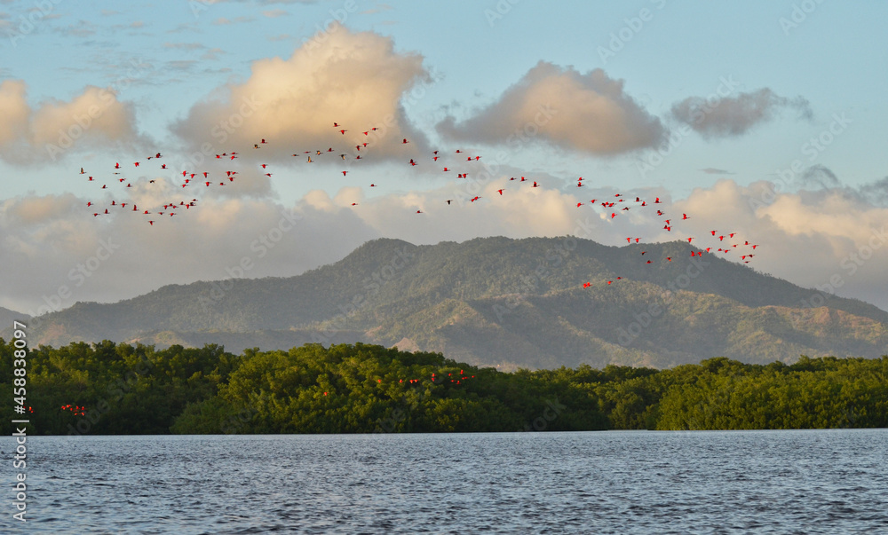Trinidad Mountain and Forest and Lake on Cloudy Evening with Flock of Red Ibis