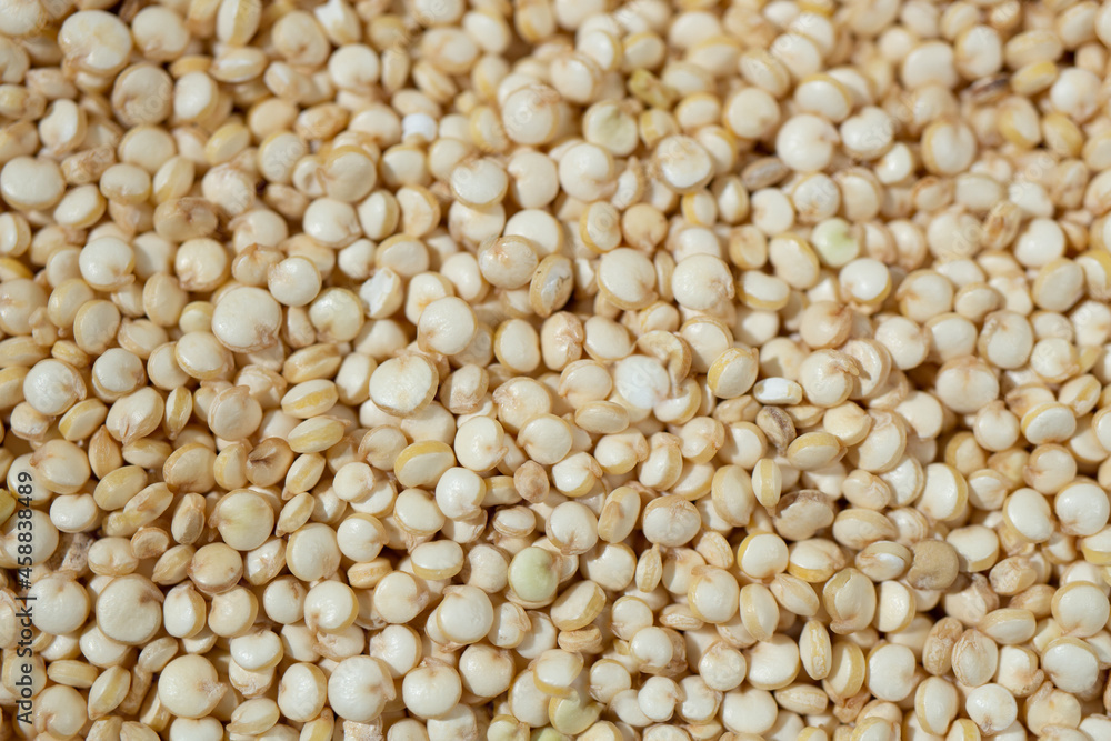 キヌア(西: Quínua、ケチュア語:kinwa または kinuwa、学名:Chenopodium quinoa)、栄養素の高い雑穀 キヌア(西: Quínua、ケチュア語:kinwa または kinuwa、学名:Chenopodium quinoa)、栄養素の高い雑穀