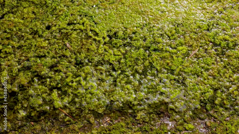 Eutrophication of a natural reservoir, rotting green algae (Ulva, Enteromorpha) near the shore in the Tiligul estuary, Black Sea Eutrophication of a natural reservoir, rotting green algae (Ulva, Enteromorpha) near the shore in the Tiligul estuary, Black Sea
