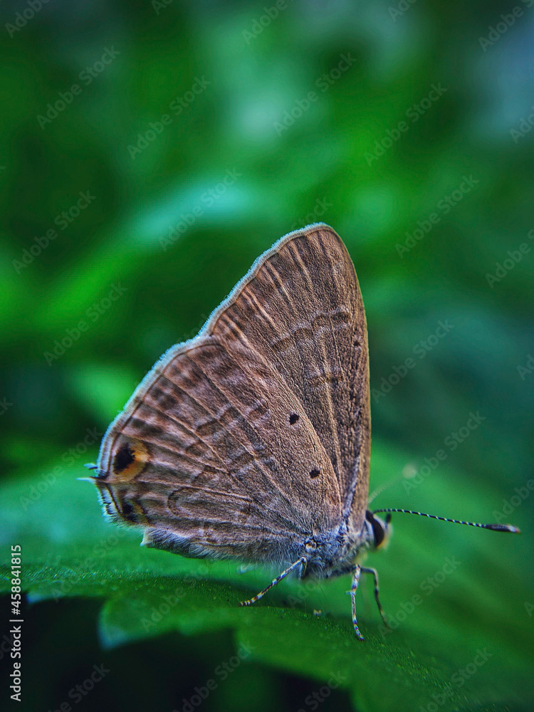butterfly on a leaf butterfly on a leaf