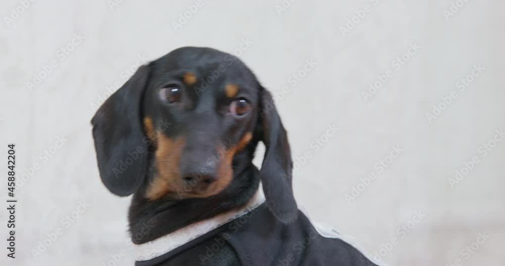 Curious dachshund dog in black housemaid dress turns head to look back in light spacious room AT home extreme close view Curious dachshund dog in black housemaid dress turns head to look back in light spacious room AT home extreme close view