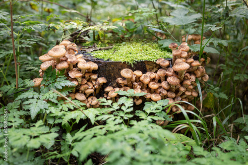 Pilze auf einem Baumstumpf