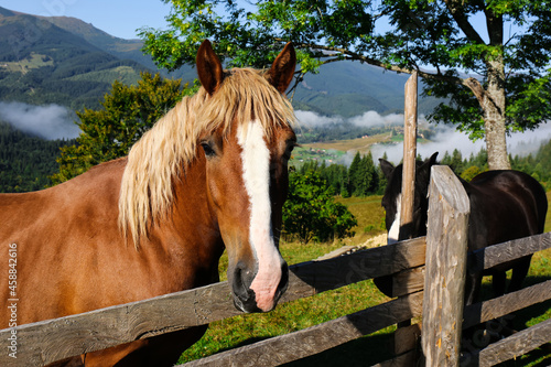 Beautiful view of horse near wooden fence in mountains © New Africa