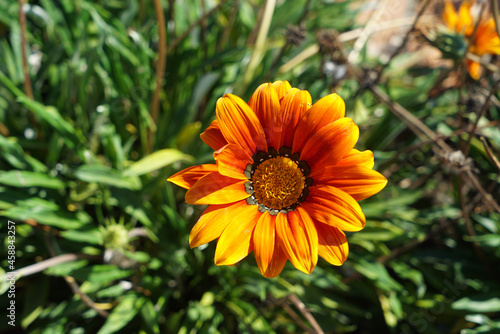 Selective focus shot of African daisy flowering plants growing in the garden