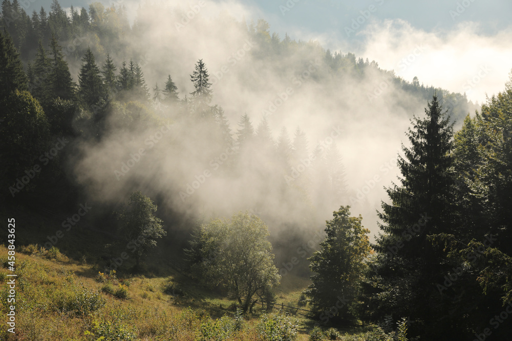 Picturesque view of foggy forest. Beautiful mountain landscape