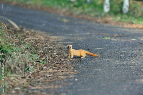 道路を横断するチョウセンイタチ（鹿児島県・出水市）
 photo