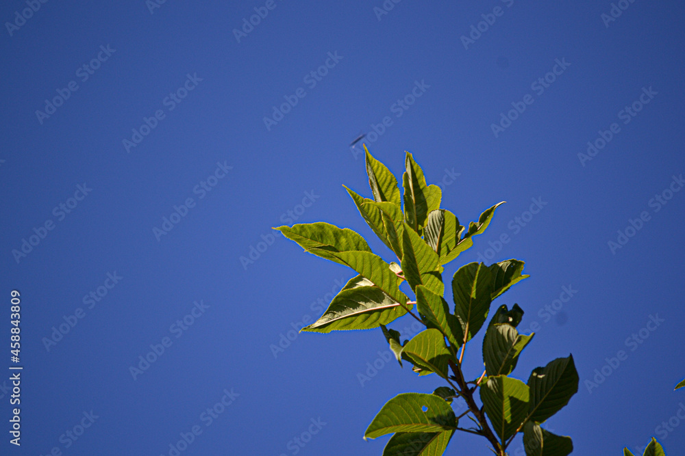 leaves against blue sky leaves against blue sky