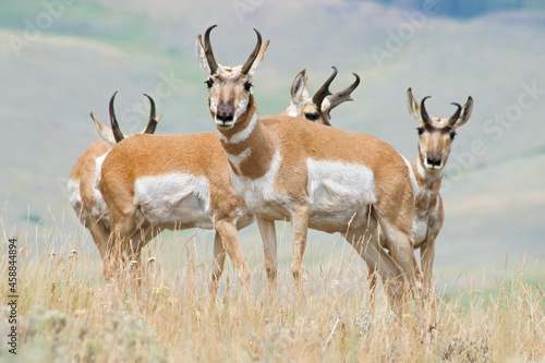 Pronghorn squad