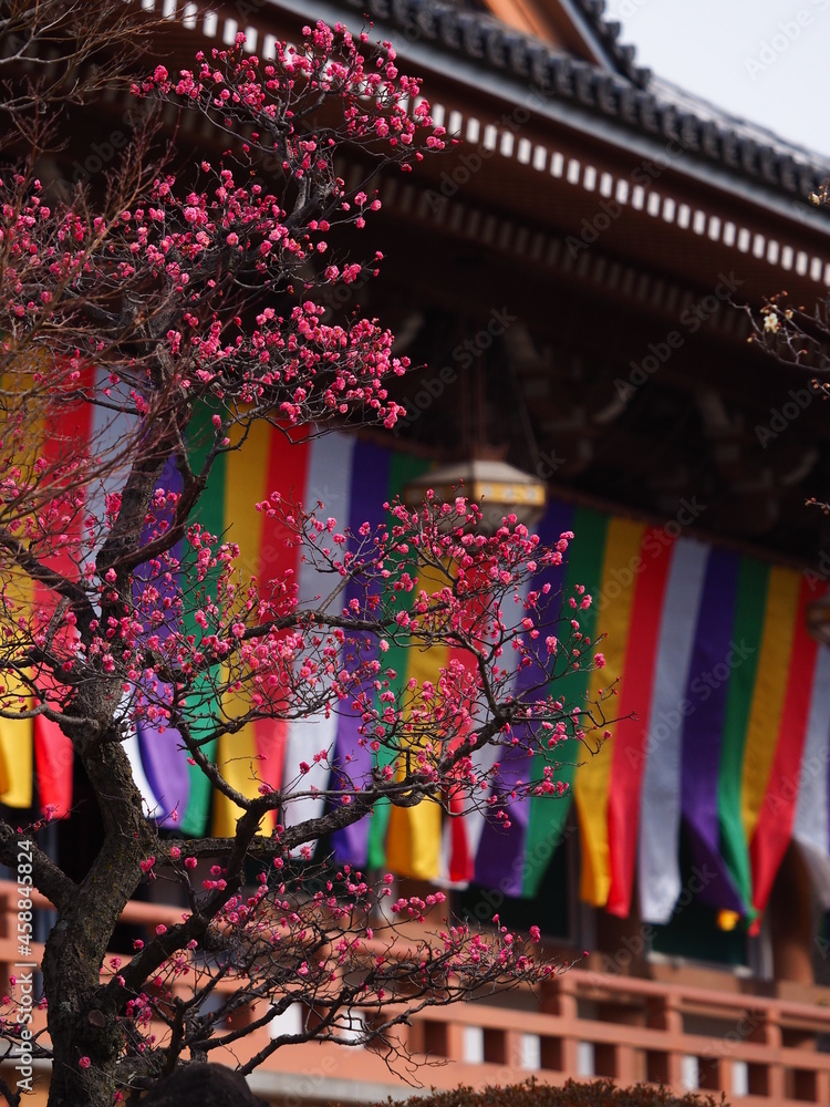 Naklejka premium お寺の境内に咲いている梅の花