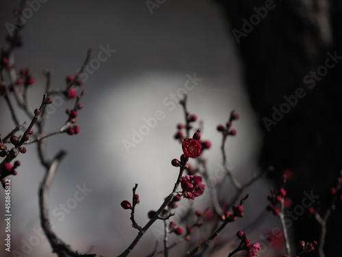 お寺の境内に咲いている梅の花