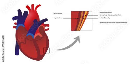 Layers of the Heart Walls. Endocardium and myocardium layers. photo