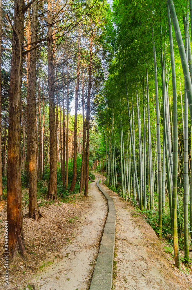 Obraz premium Fushimi Inari