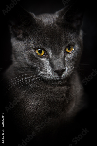 Black/gray cat with yellow eyes