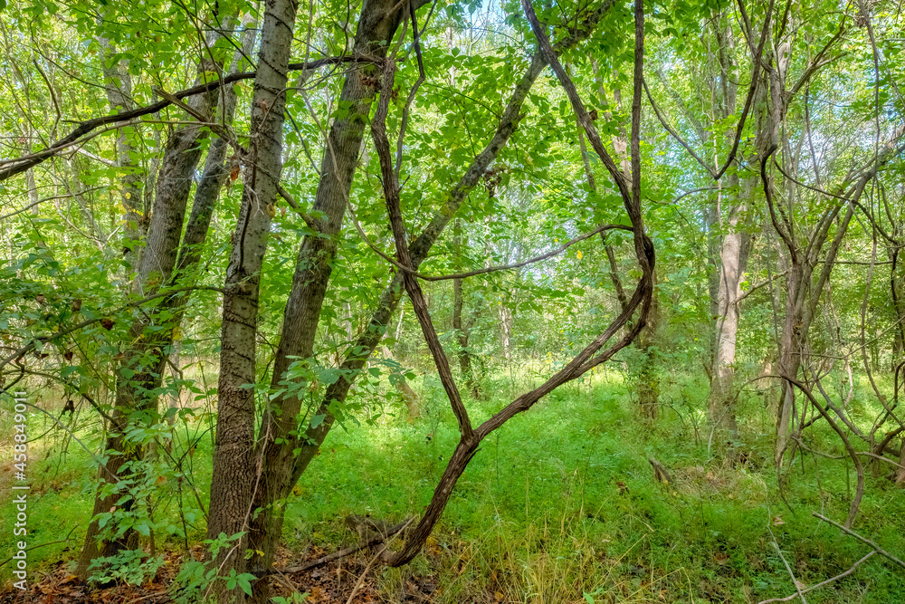 Evergreen Nature Preserve in Charlotte, North Carolina
Evergreen Nature Preserve in Charlotte, North Carolina