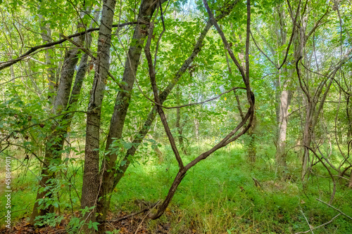 Evergreen Nature Preserve in Charlotte  North Carolina 