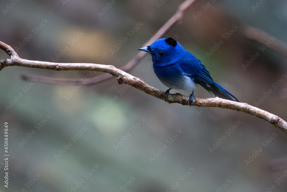 Black-naped Monarch (Hypothymis azurea), bird in the tree.in natural.in forest.