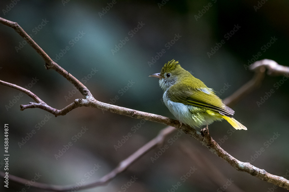 bird in the tree.in natural.in forest. bird in the tree.in natural.in forest.