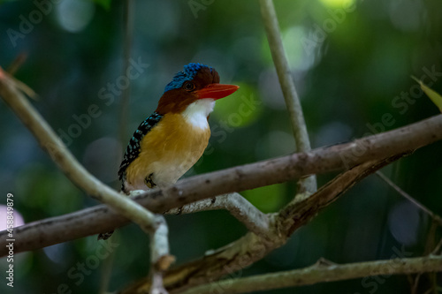 Banded Kingfisher in the tree © Doloh