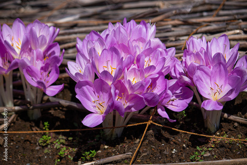 イヌサフラン（meadow saffron ）、有毒植物だが漢方原料になる。
 photo