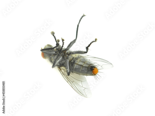 fly isolated on white background.