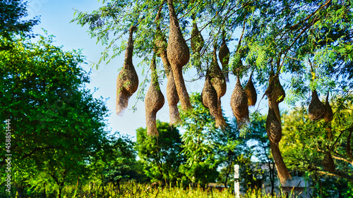 Landscape view of group of baya weaver bird nests hanging on the acacia tree. photo
