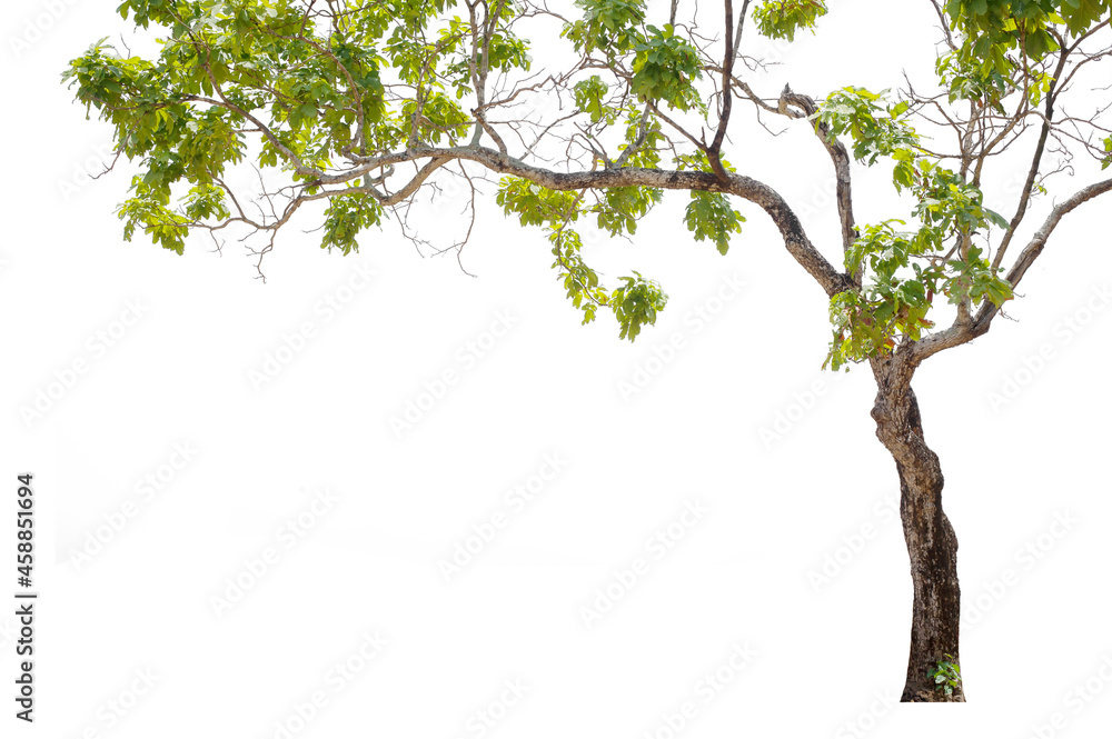 isolated big tree on White Background.Large trees database Botanical