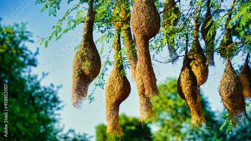 Group of weaver bird nest hanging on leafless tree under the blue sky, the peaceful weaver village photo