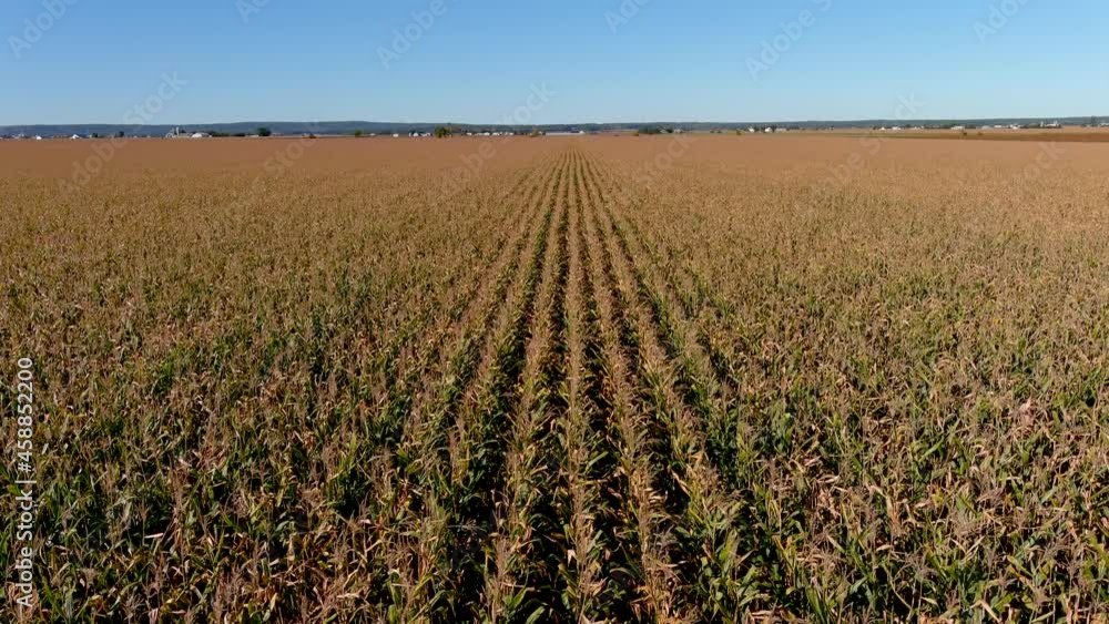 4K, UHD aerial clip of a corn crops field in rural area, agricultural concept. Drone gaining height. 4K, UHD aerial clip of a corn crops field in rural area, agricultural concept. Drone gaining height.