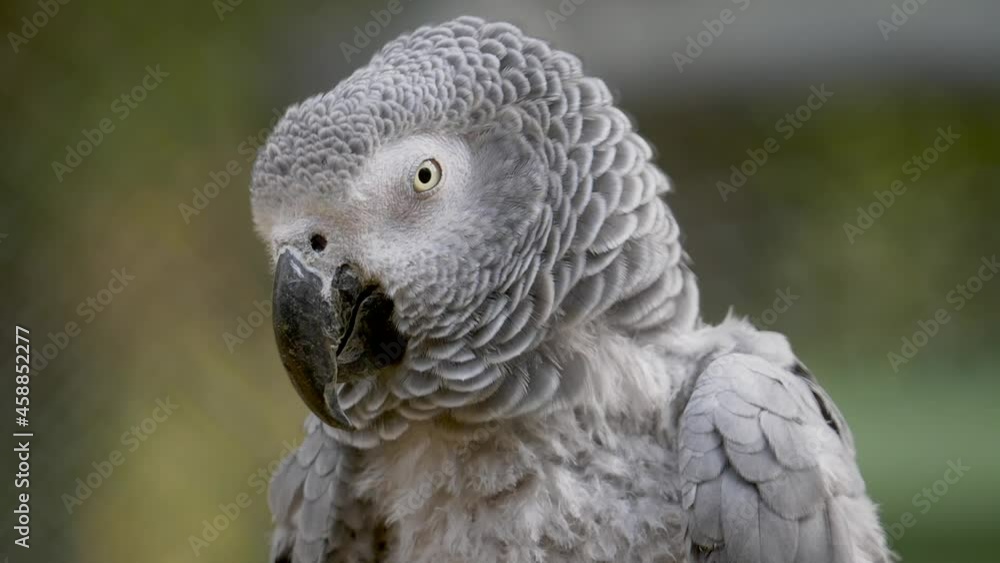 Close up of wild african grey parrot cockatoo in wilderness - Psittacus erithacus Species Close up of wild african grey parrot cockatoo in wilderness - Psittacus erithacus Species