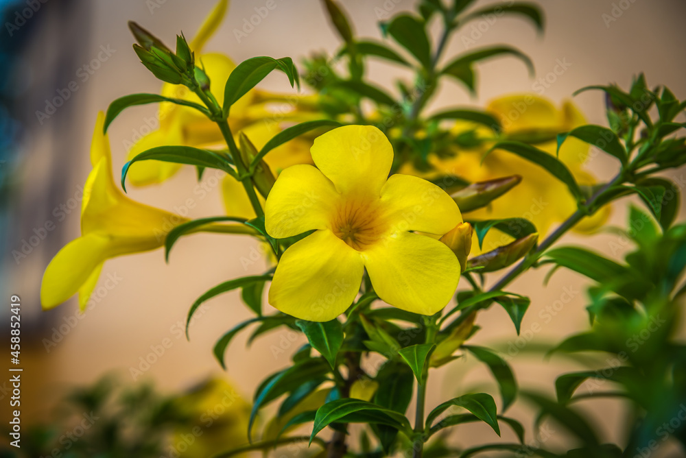 Obraz premium Close-up view of yellow alamanda flowers