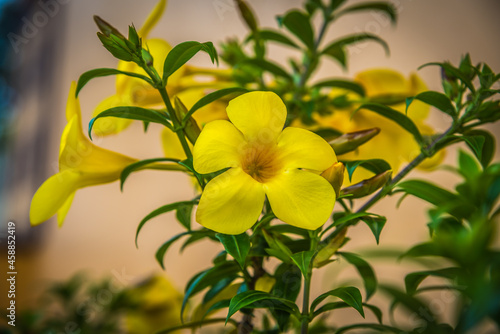 Close-up view of  yellow alamanda flowers