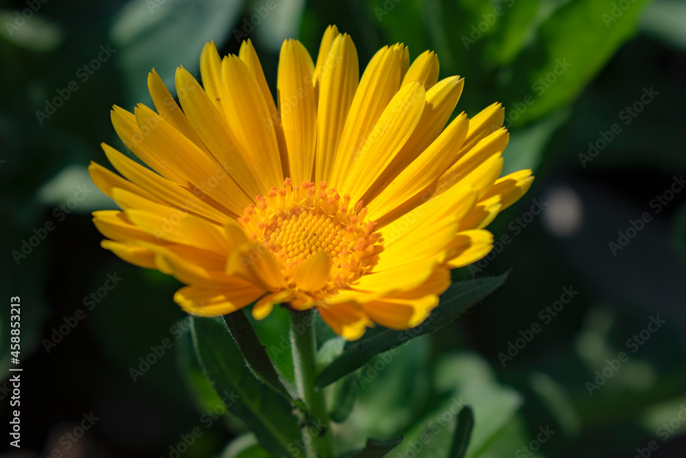 yellow flower in the garden yellow flower in the garden