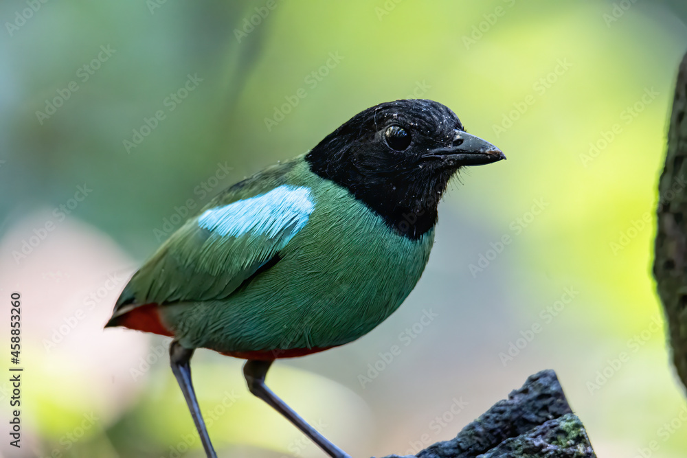 Fototapeta premium Nature Wildlife image of Borneo Hooded Pitta (Pitta sordida mulleri) on Rainforest jungle