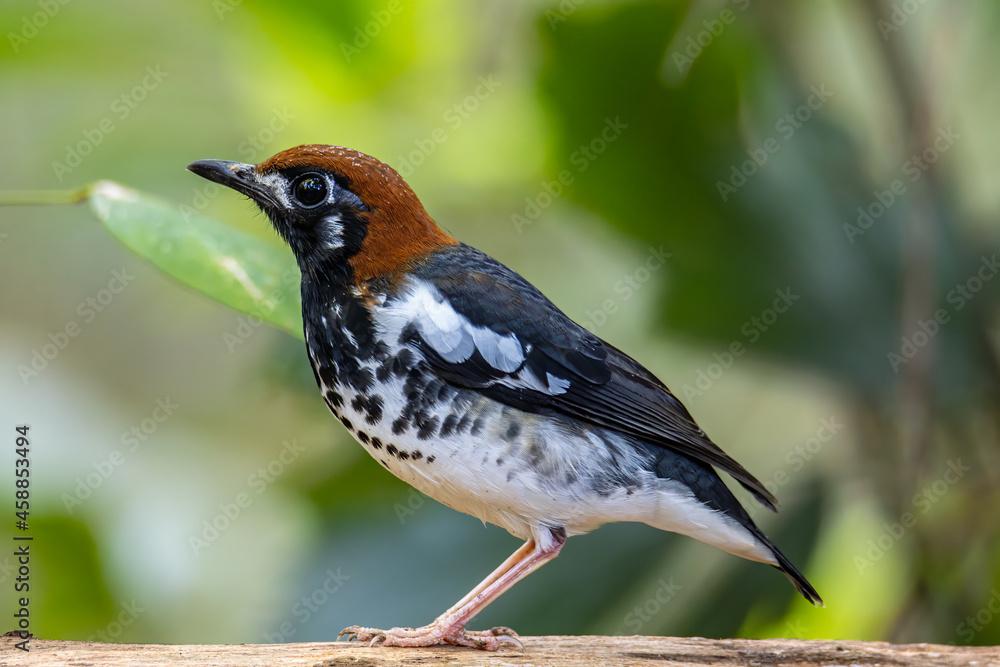 Wildlifd bird of Chestnut-capped Thrush perched in a tree with blur green background Wildlifd bird of Chestnut-capped Thrush perched in a tree with blur green background
