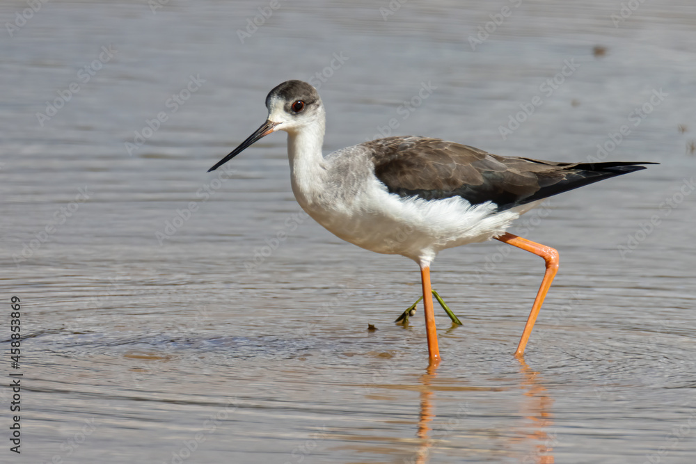 Nature wildlife image of Black-winged Stilt on paddy field. Nature wildlife image of Black-winged Stilt on paddy field.