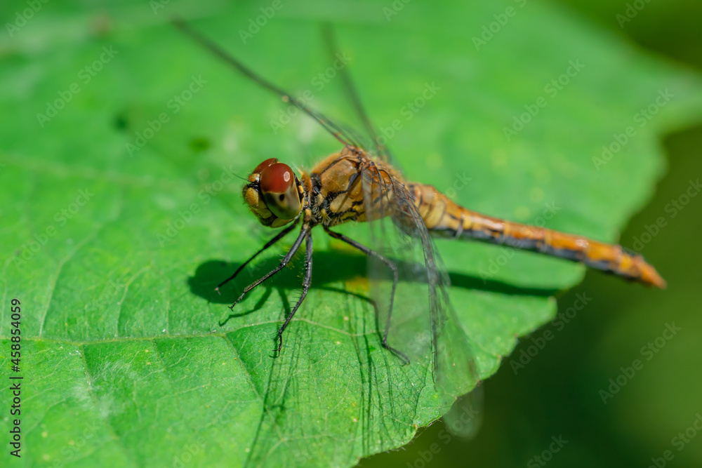 A dragonfly is resting on a green leaf. Focus on the eyes A dragonfly is resting on a green leaf. Focus on the eyes