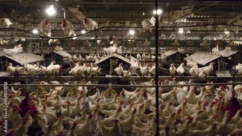 Chickens inside huge poultry farm at night before lights turns off 4K+