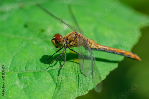 A dragonfly is resting on a green leaf. Focus on the eyes