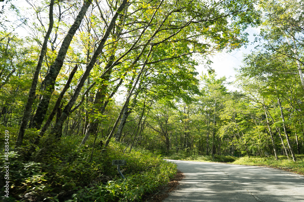 Fototapeta premium 避暑地の新緑の林道