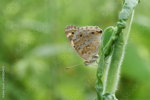 butterfly on a green leaf
Junonia orithya photo