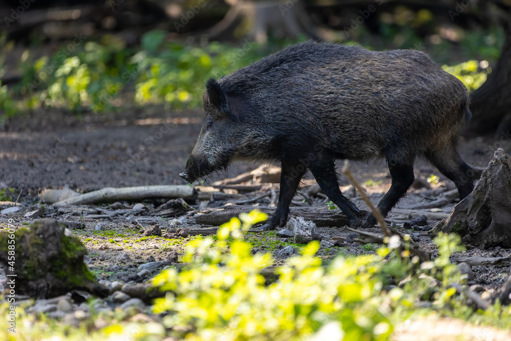 Wild boar in a forest in Hesse, Germany at a sunny day in summer. Wild boar in a forest in Hesse, Germany at a sunny day in summer.