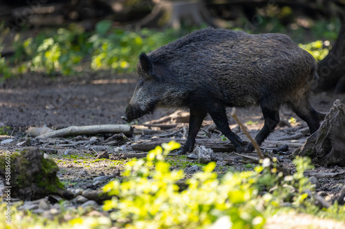 Wild boar in a forest in Hesse  Germany at a sunny day in summer.