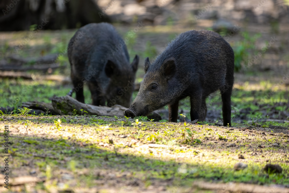 Wild boar in a forest in Hesse, Germany at a sunny day in summer. Wild boar in a forest in Hesse, Germany at a sunny day in summer.