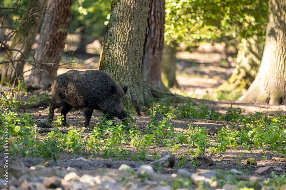 Wild boar in a forest in Hesse, Germany at a sunny day in summer. Wild boar in a forest in Hesse, Germany at a sunny day in summer.