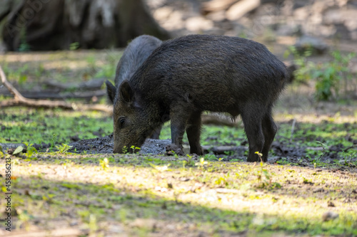 Wild boar in a forest in Hesse, Germany at a sunny day in summer.