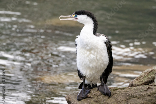 Pied Shag / Cormorant in New Zealand