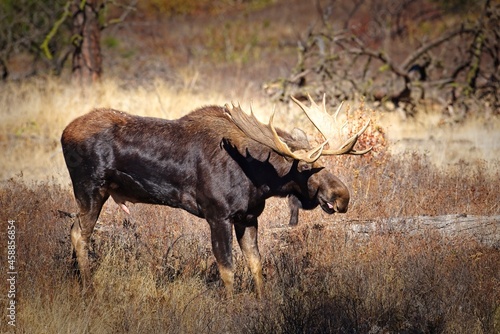 Fototapeta Naklejka Na Ścianę i Meble -  A large bull moose in a wildlife refuge.