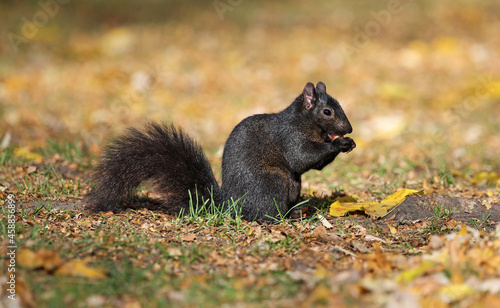 Black squirrel eating almond