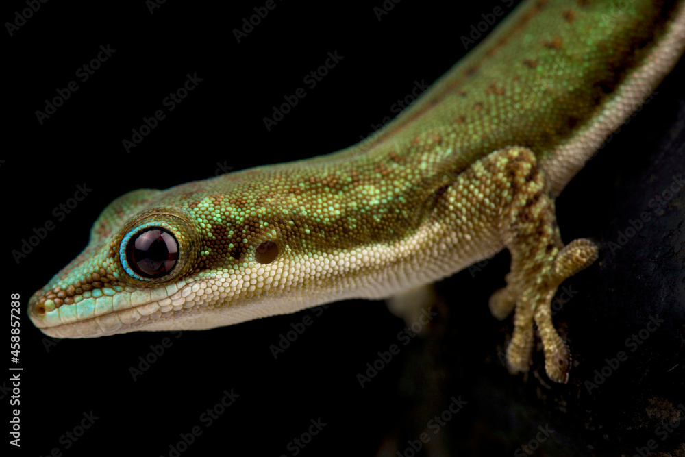 Fototapeta premium Malamakibo daygecko (Phelsuma malamakibo)