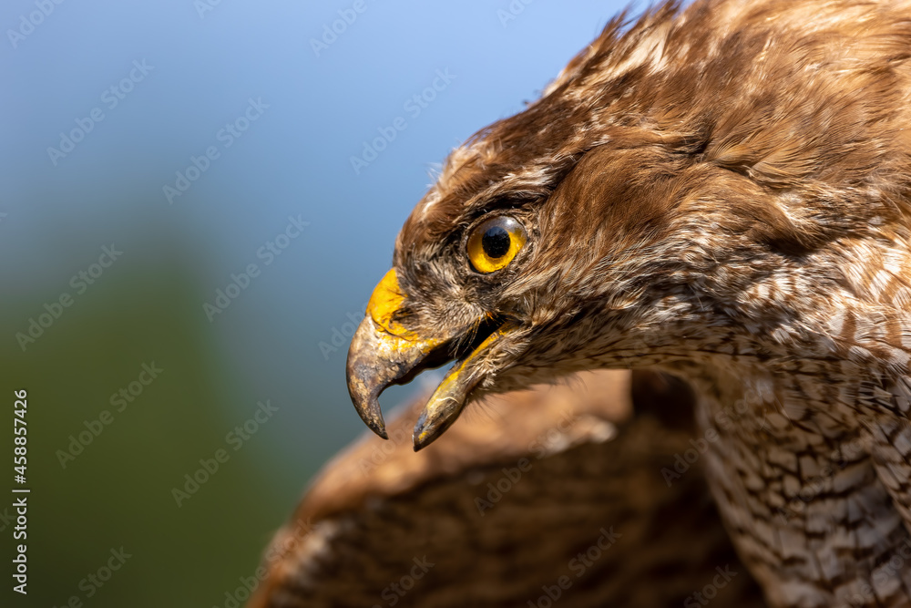 Obraz premium A portrait of a common buzzard at a sunny day in summer.